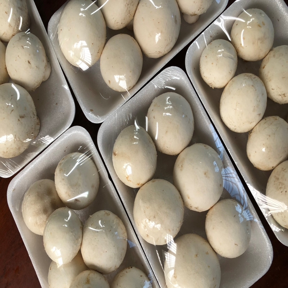 【嚴選蔬果】有機洋香菇 | 南投縣魚池鄉_1箱(8盒入|200g/盒)+免運