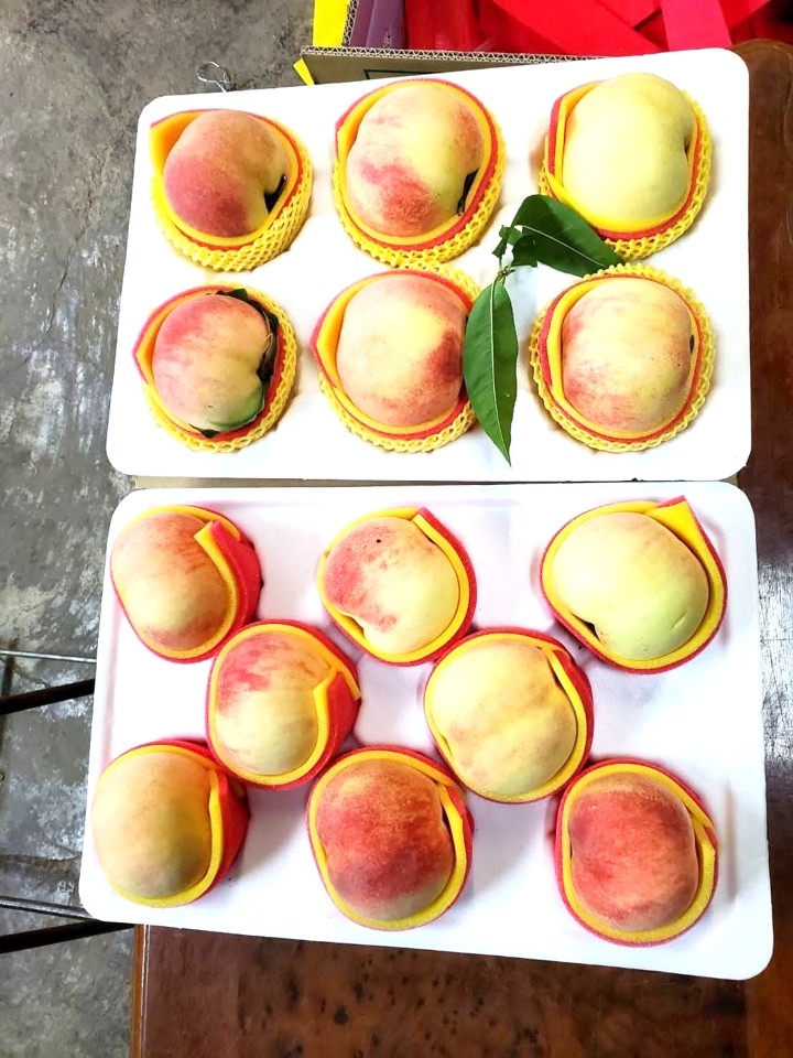 【嚴選蔬果】<水果界愛馬仕>梨山水蜜桃 | 松茂阿邦的果園__含運價