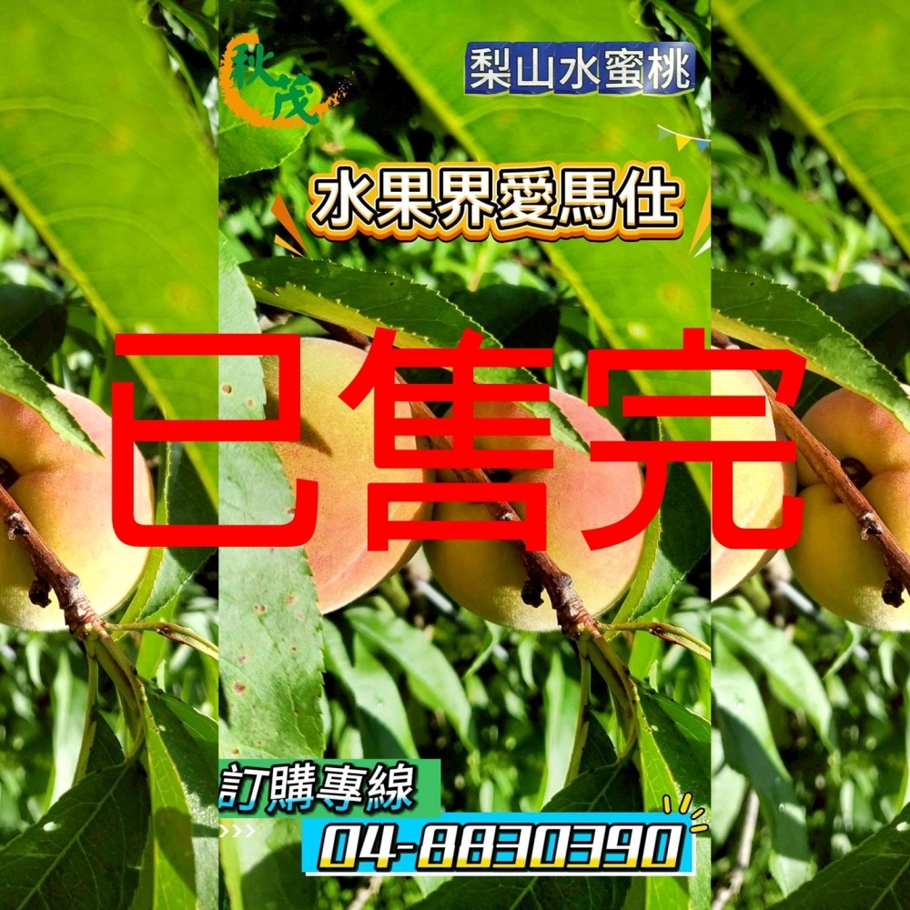 【嚴選蔬果】<水果界愛馬仕>梨山水蜜桃 | 松茂阿邦的果園__含運價