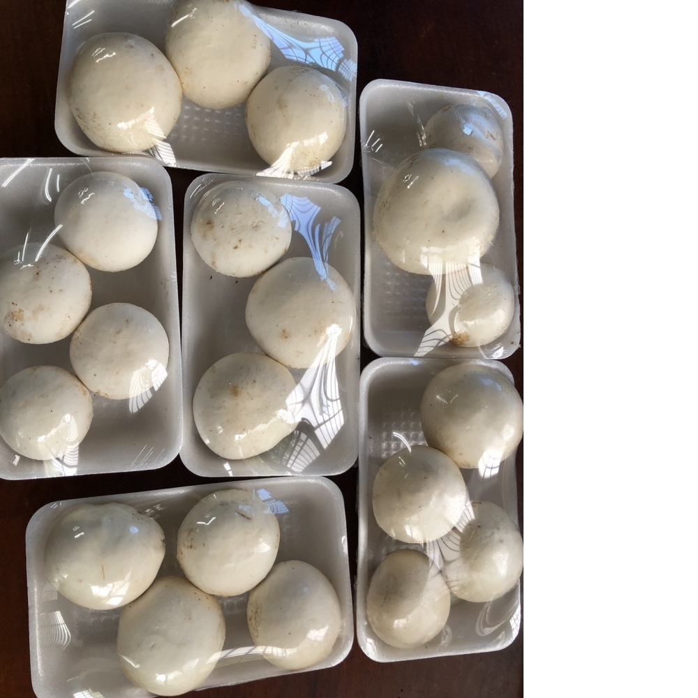 【嚴選蔬果】有機洋香菇 | 南投縣魚池鄉_1箱(8盒入|200g/盒)+免運