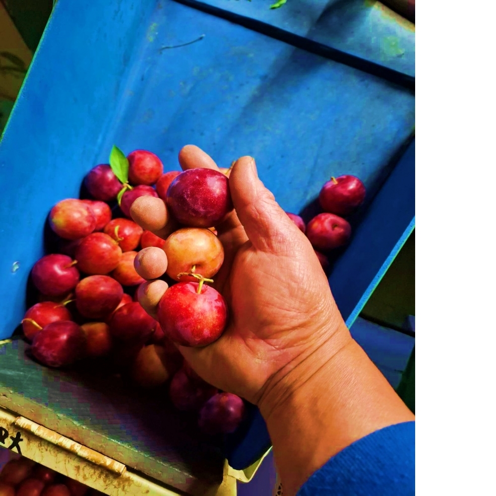 【嚴選蔬果】梨山秘境紅寶石西瓜李 | 松茂阿邦的果園_1箱5斤_含運價