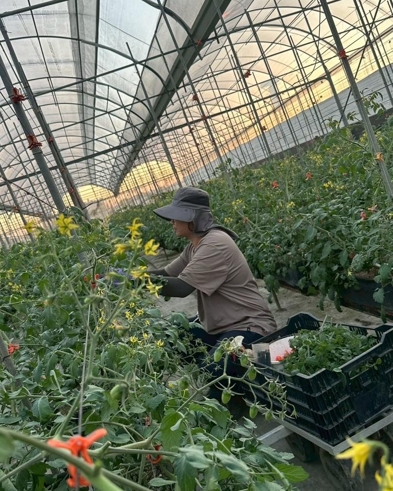 【嚴選蔬果】珍安心溫室農場玉女番茄 | 苗栗苑裡產地直送_禮盒款(3斤)