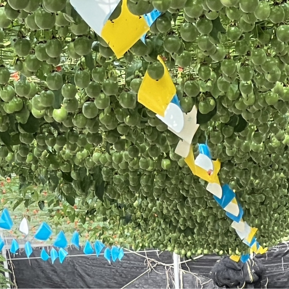 【物理防蟲】果實警衛-雙面黏蟲板 | 不含引誘劑不招蟲、只黏蟲不黏手、不流膠不流鼻涕 _一包20片