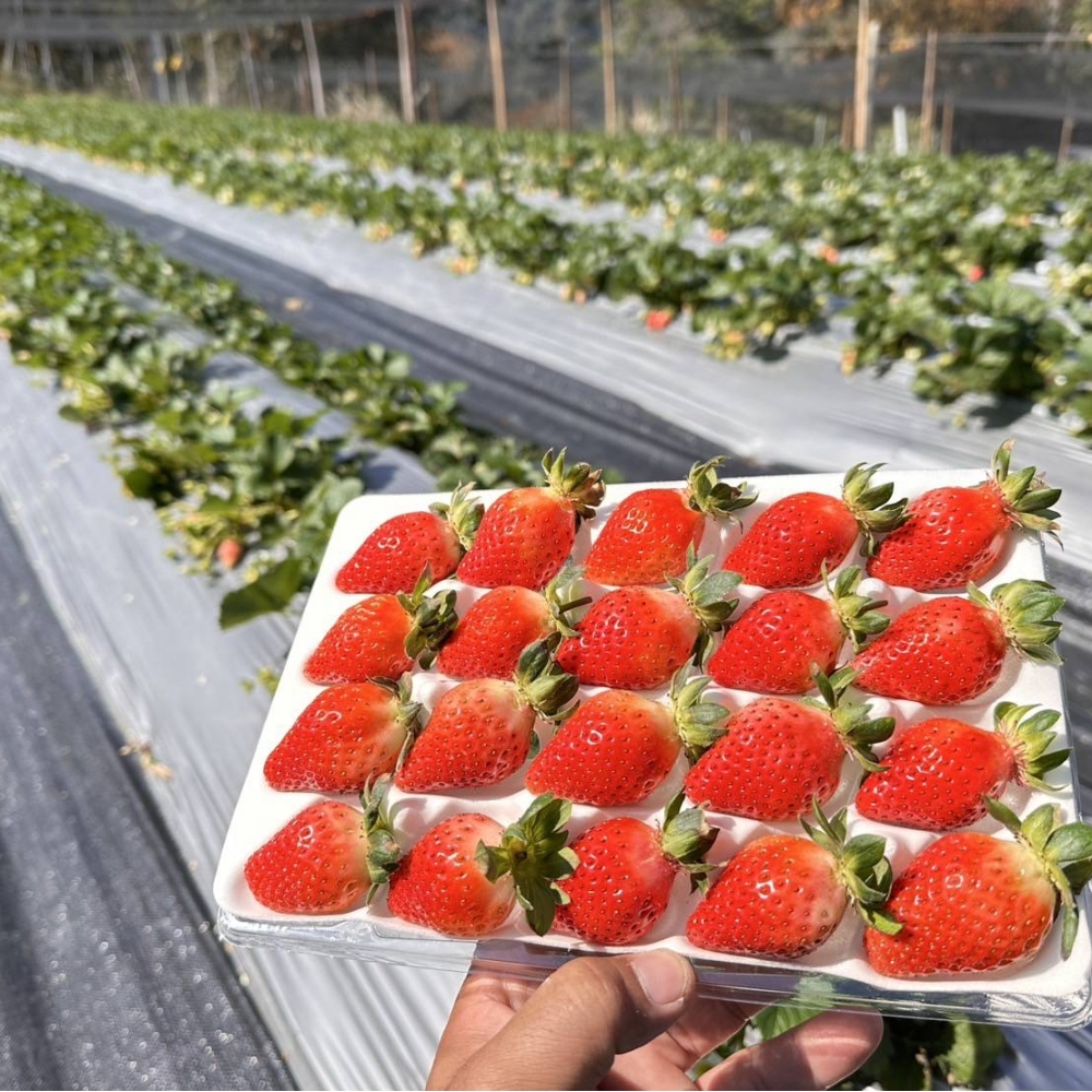 【嚴選蔬果】高山草莓