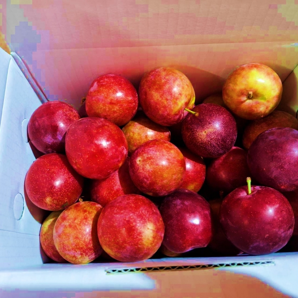 【嚴選蔬果】梨山秘境紅寶石西瓜李 | 松茂阿邦的果園_1箱5斤_含運價