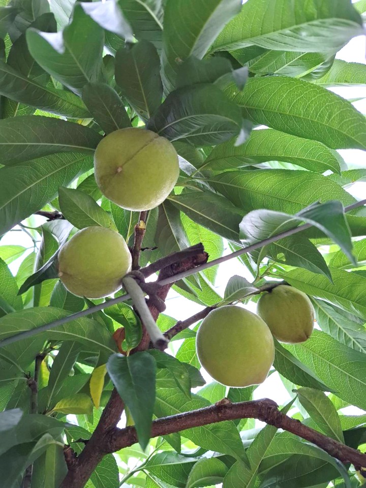 【嚴選蔬果】<水果界愛馬仕>梨山水蜜桃 | 松茂阿邦的果園__含運價
