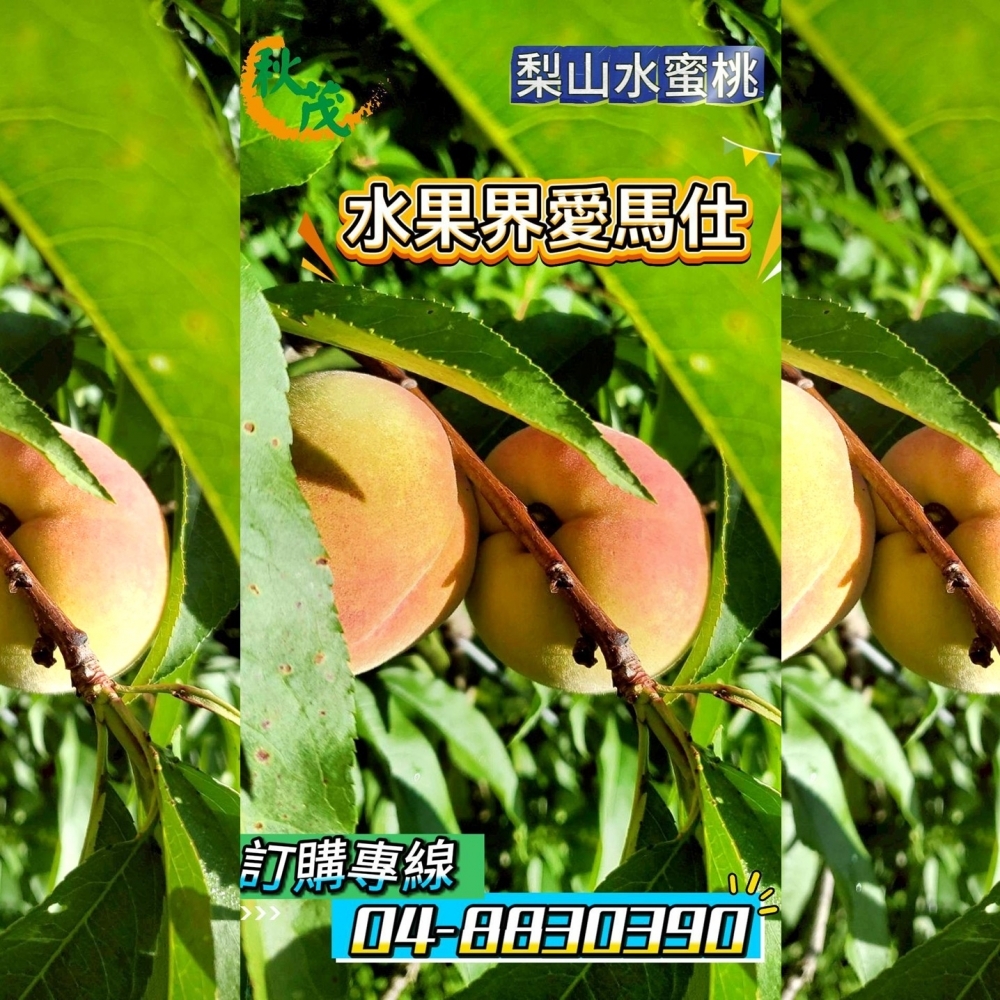 【嚴選蔬果】<水果界愛馬仕>梨山水蜜桃 | 松茂阿邦的果園__含運價
